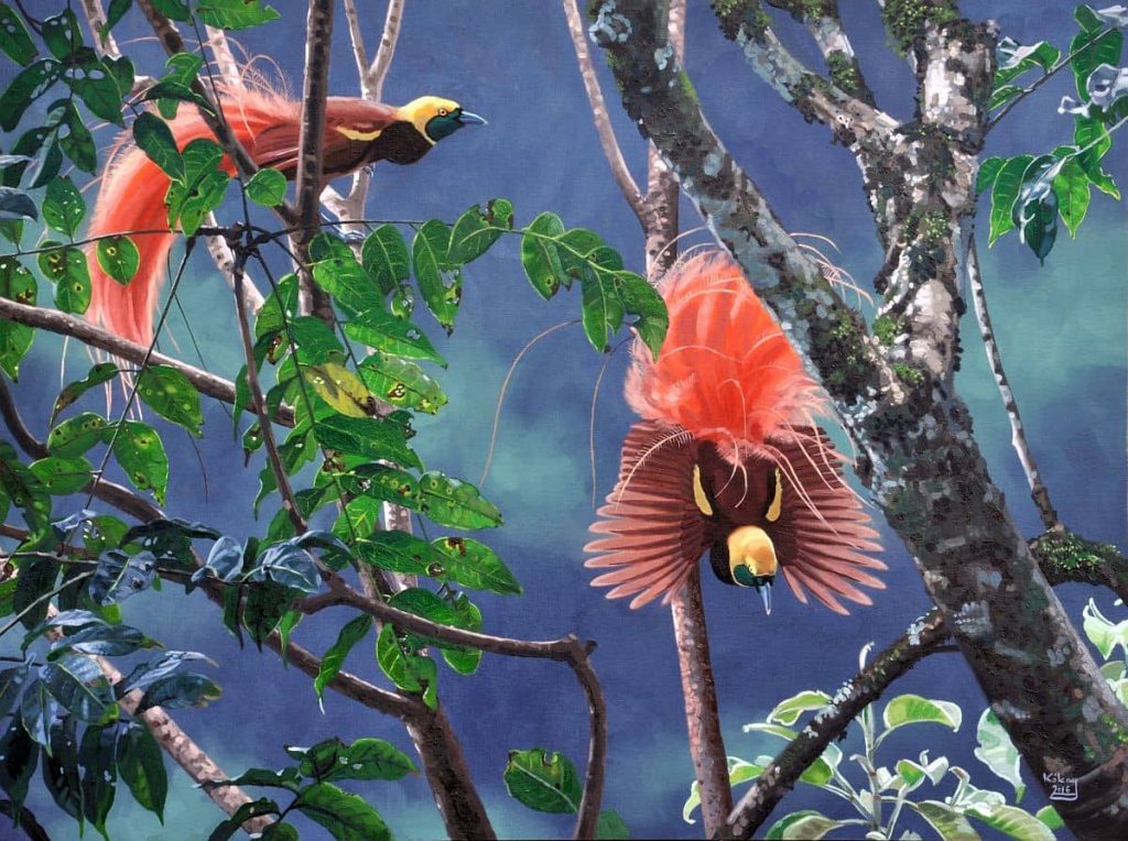 Displaying Raggiana Bird of Paradise