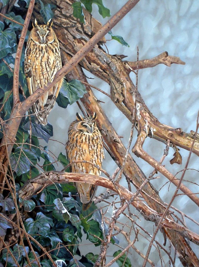 Winter roost (Long-eared Owls)