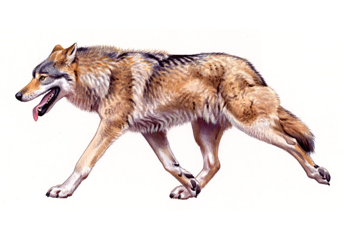 Szürke farkas (Canis lupus), akvarell és gouache papíron