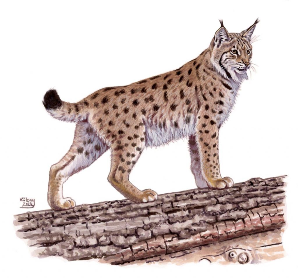 Kárpáti hiúz (Lynx lynx), akvarell és gouache papíron