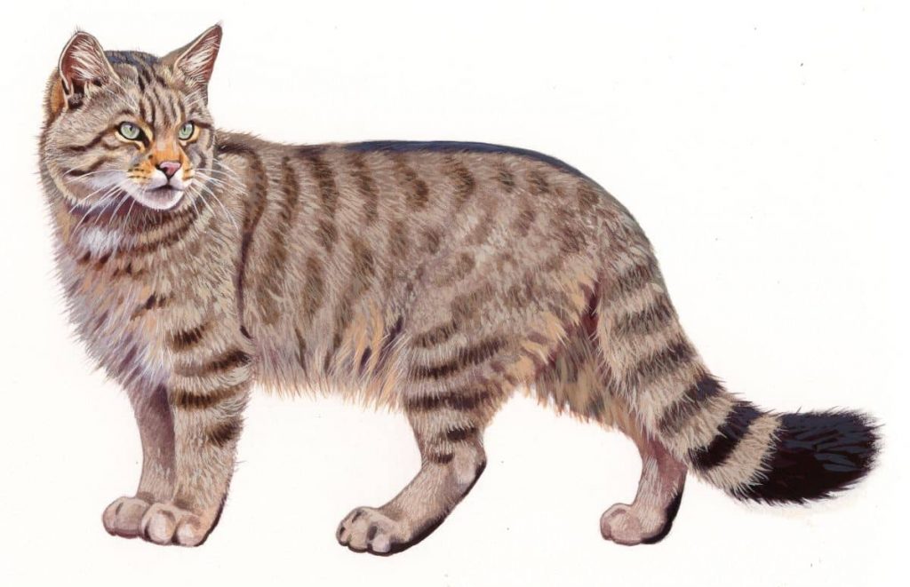 European Wild Cat (Felis silvestris), watercolour and bodycolour on paper