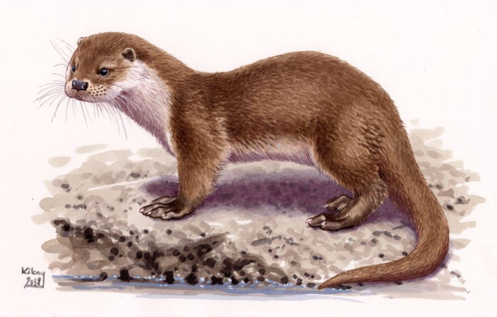 Eurasian Otter (Lutra lutra), watercolour and bodycolour on paper