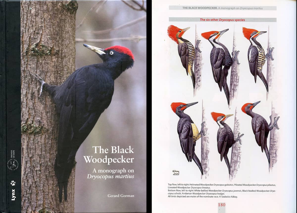 The Black Woodpecker (2011)