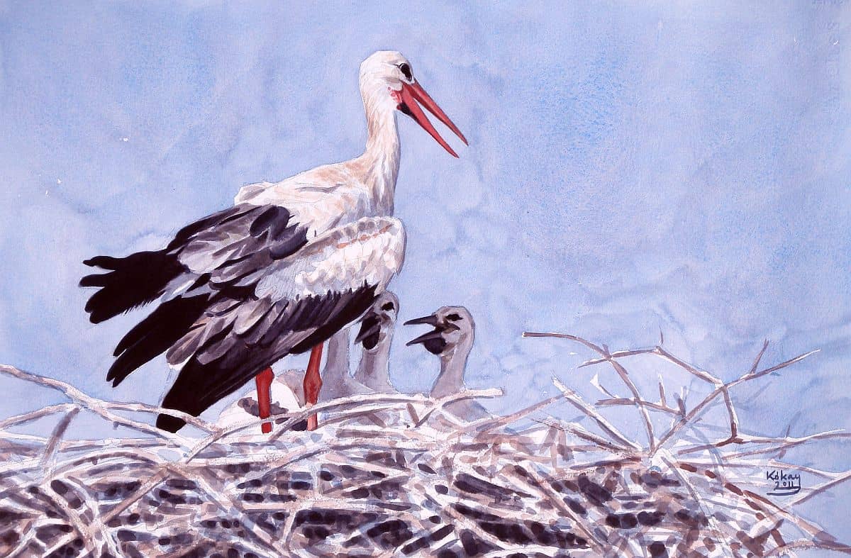 White Stork family, watercolour on paper, 31 x 52 cm