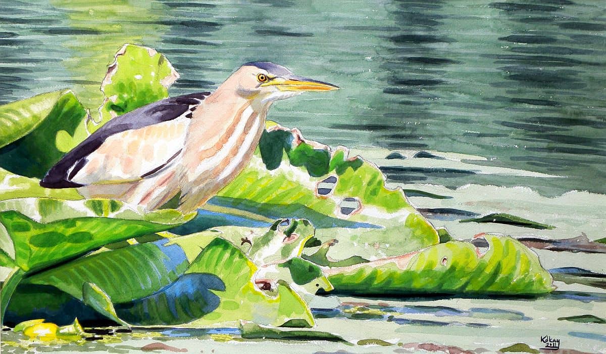 Little Bittern on Yellow Pond-Lily, watercolour on paper, 21 x 34 cm