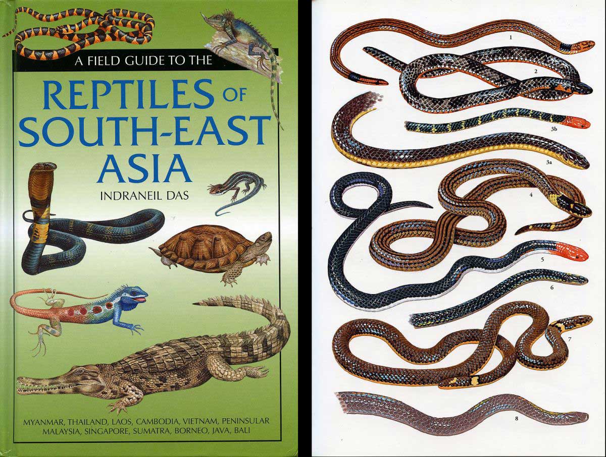 A field guide to the reptiles of South-East Asia (2010)
