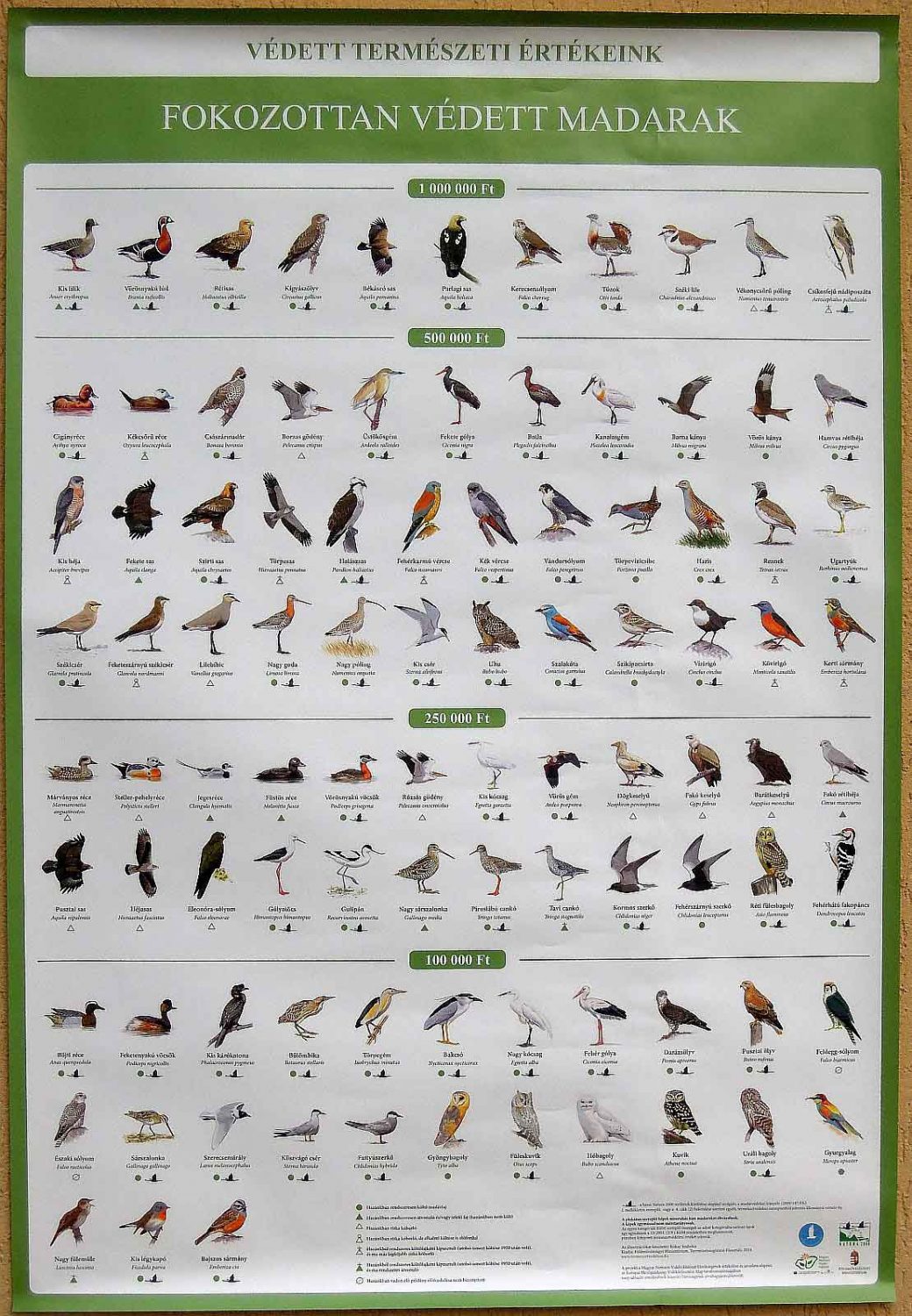 Strictly protected birds of Hungary poster