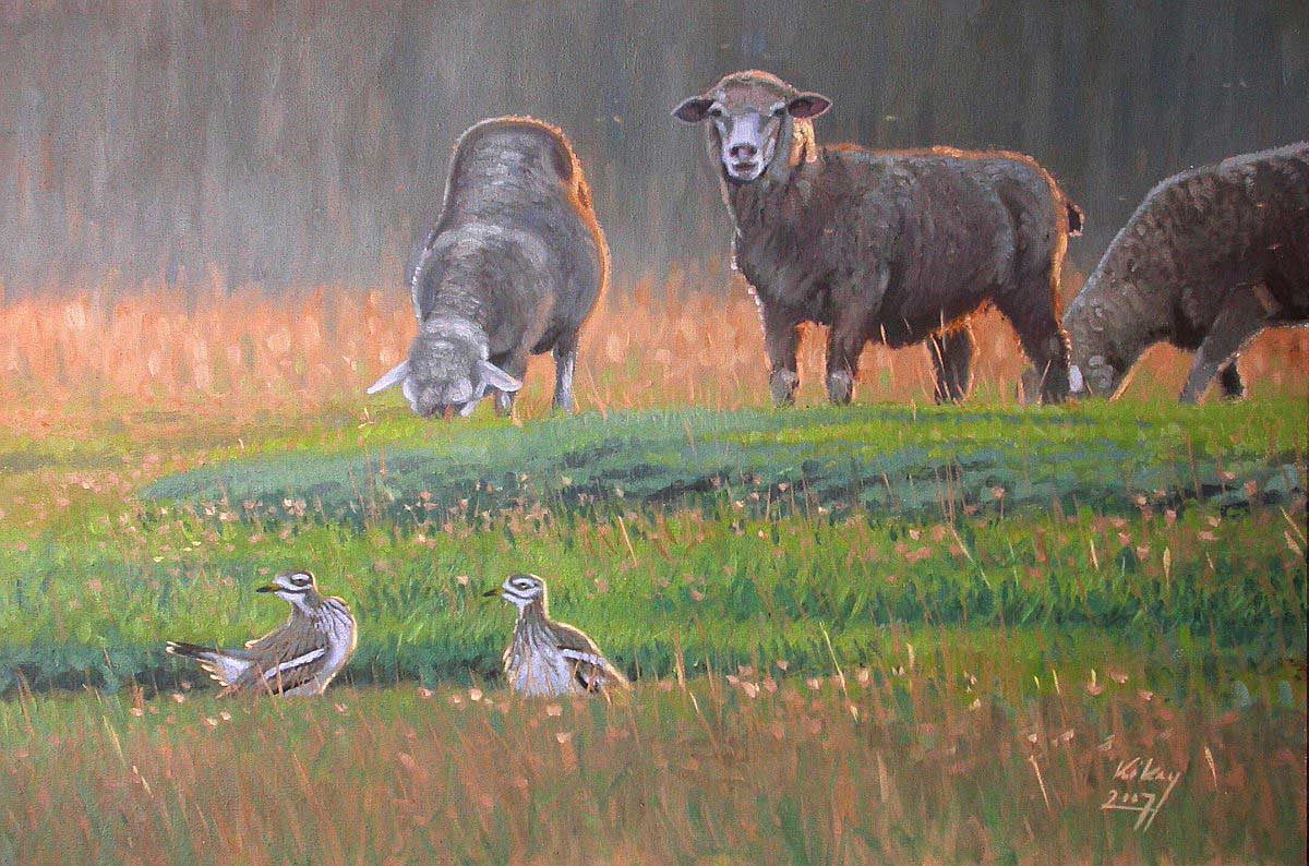Stone Curlews with sheep