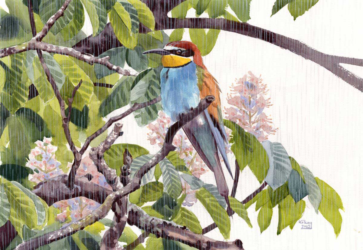 European Bee-eater in rain