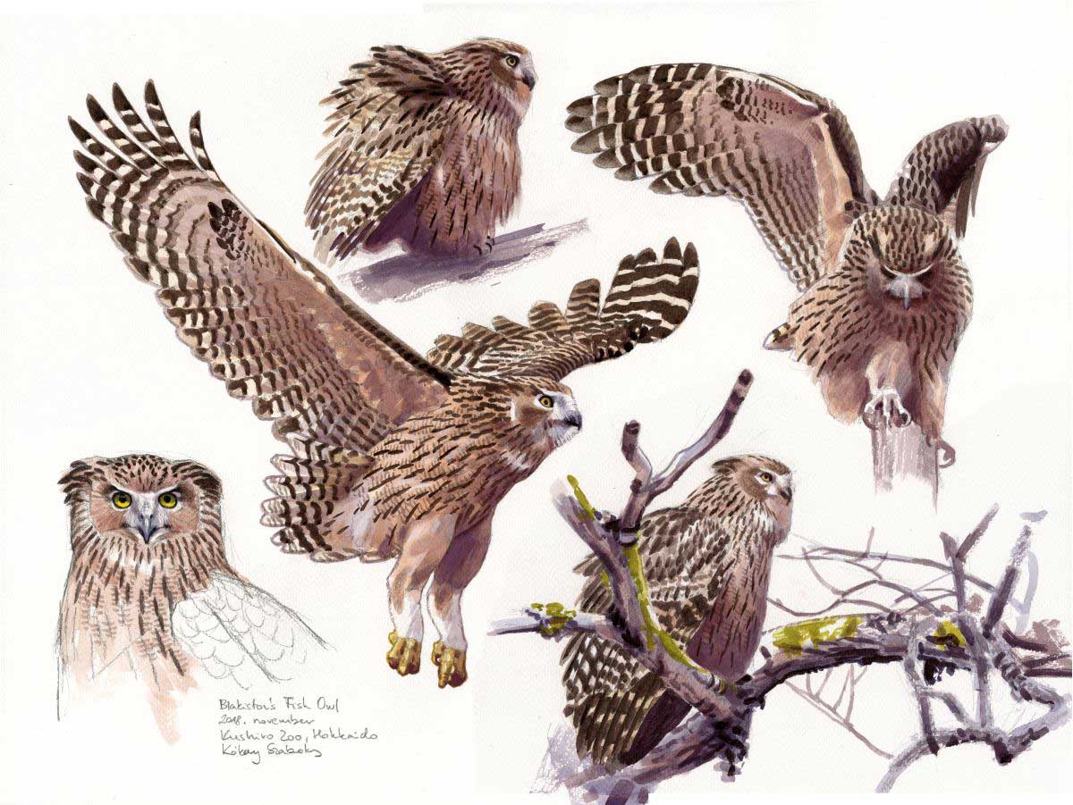 Blakiston's Fish Owl studies
