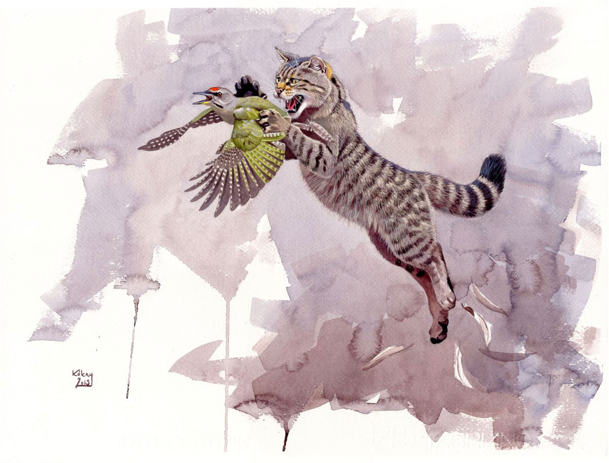 European Wild Cat catching Grey-headed Woodpecker