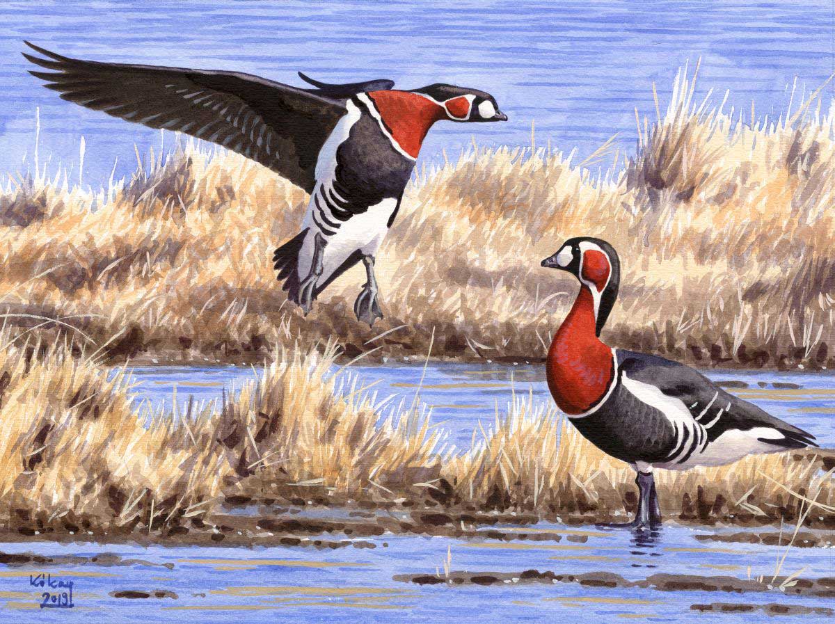 Red-breasted Geese