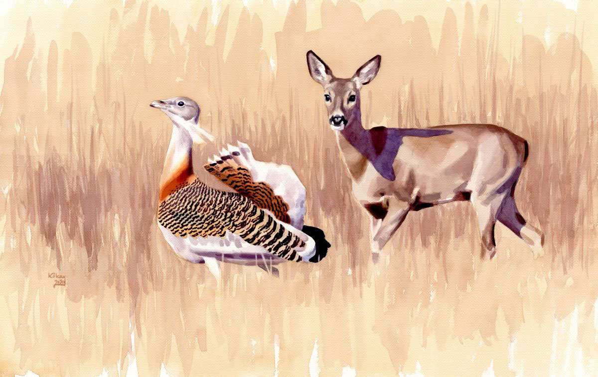 Great Bustard male with a Roedeer hind