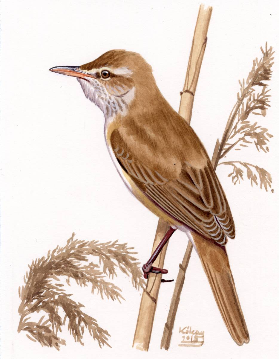 Oriental Reed Warbler (Acrocephalus orientalis), watercolour and bodycolour on paper