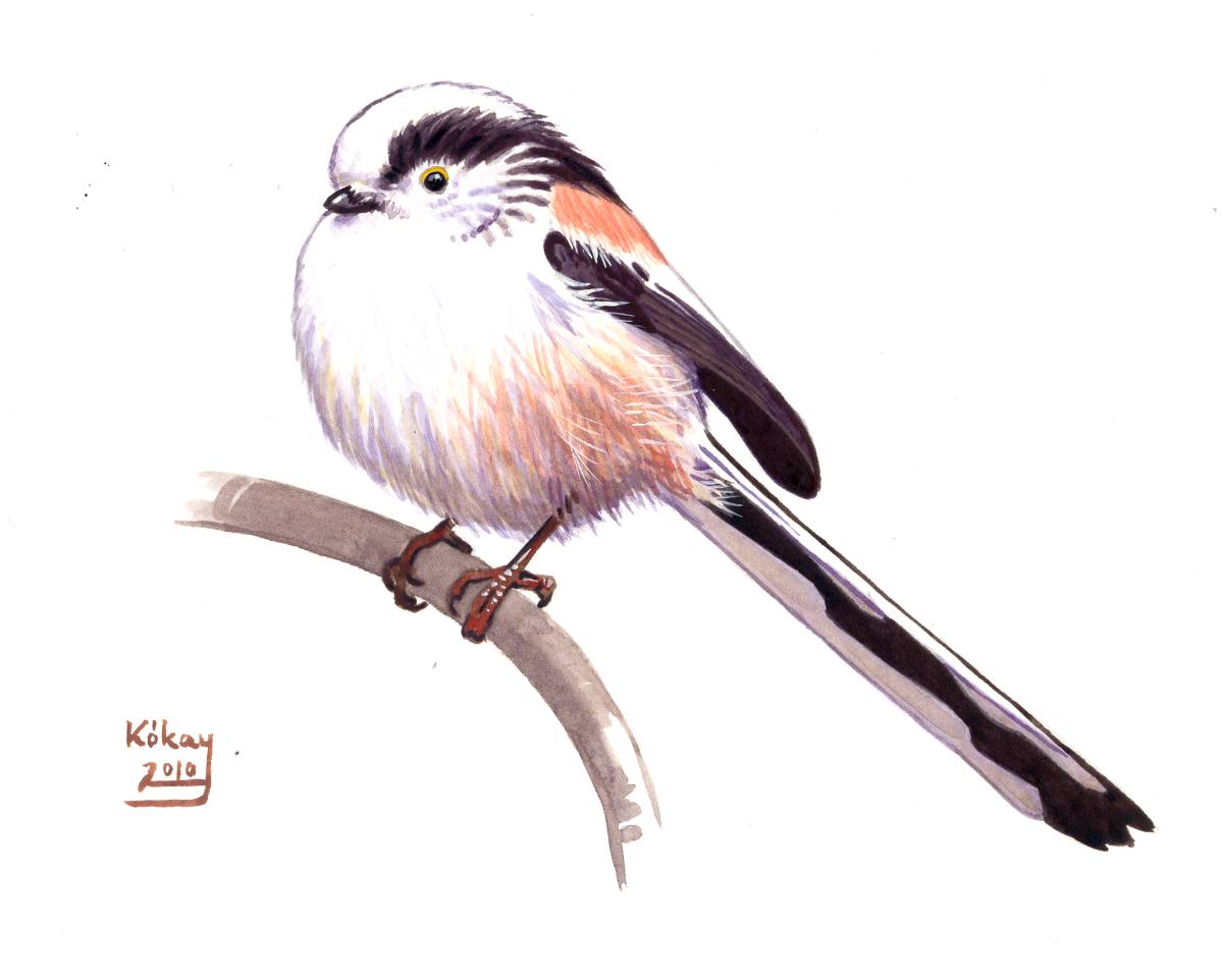 Long-tailed Tit (Aegithalos caudatus), watercolour and bodycolour on paper