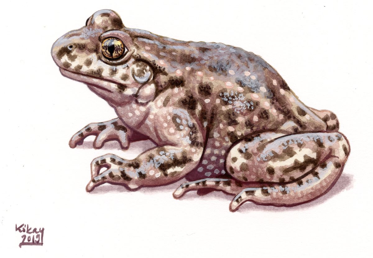 Common Midwife Toad (Alytes obstetricans), watercolour and bodycolour on paper