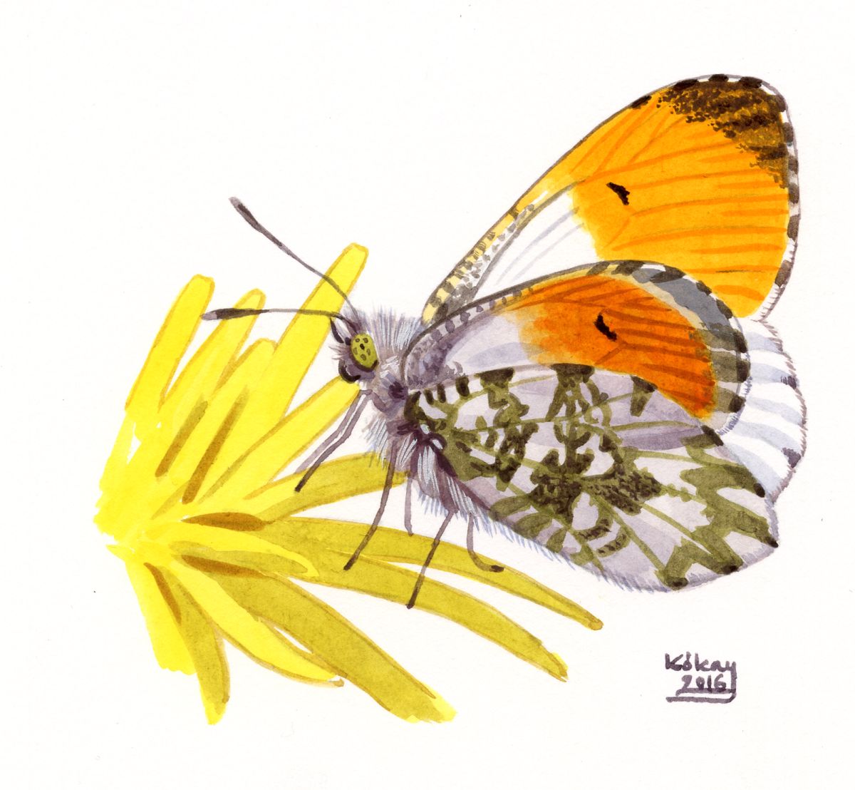 Orange Tip (Anthocharias cardamines), watercolour and bodycolour on paper