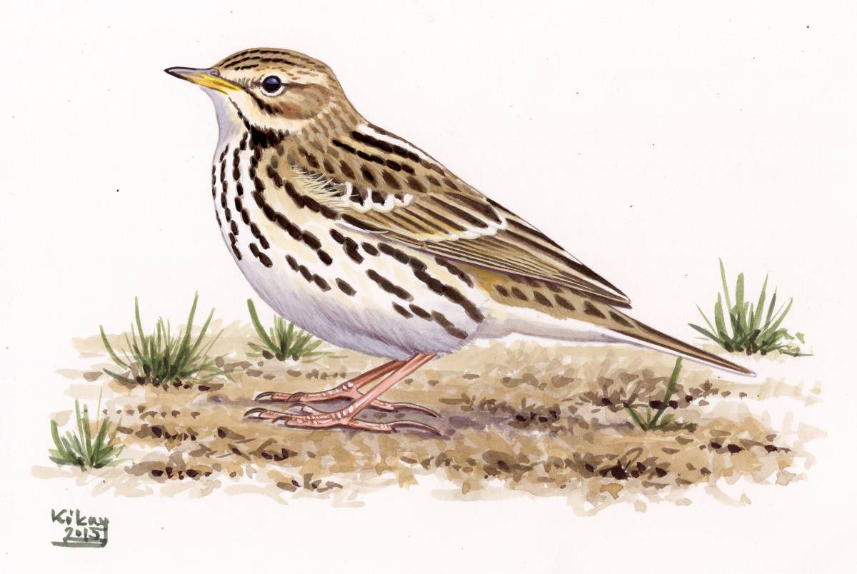 Red-throated Pipit (Anthus cervinus), watercolour and bodycolour on paper