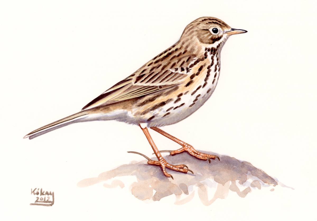 Meadow Pipit (Anthus pratensis), watercolour and bodycolour on paper