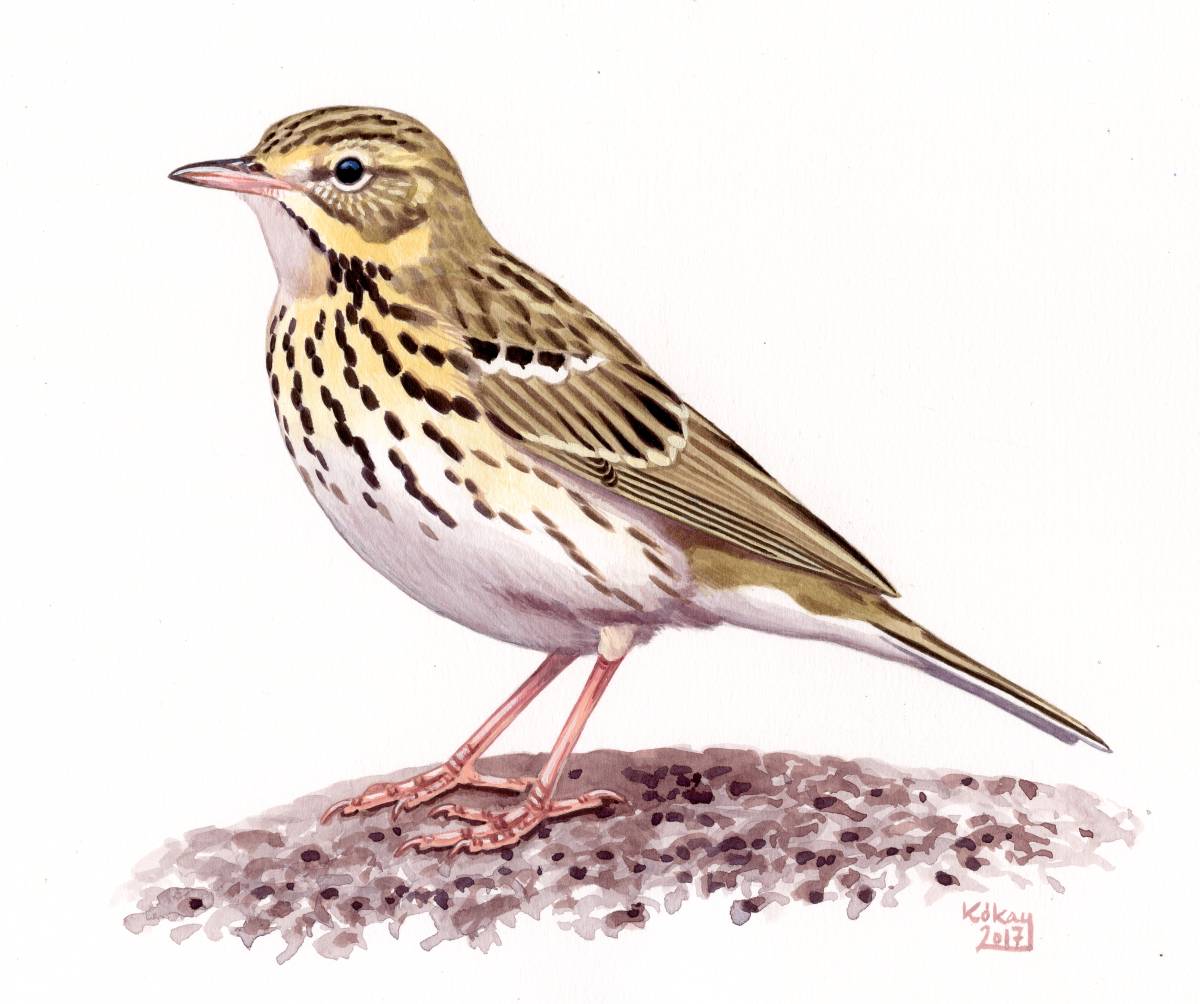 Tree Pipit (Anthus trivialis), watercolour and bodycolour on paper