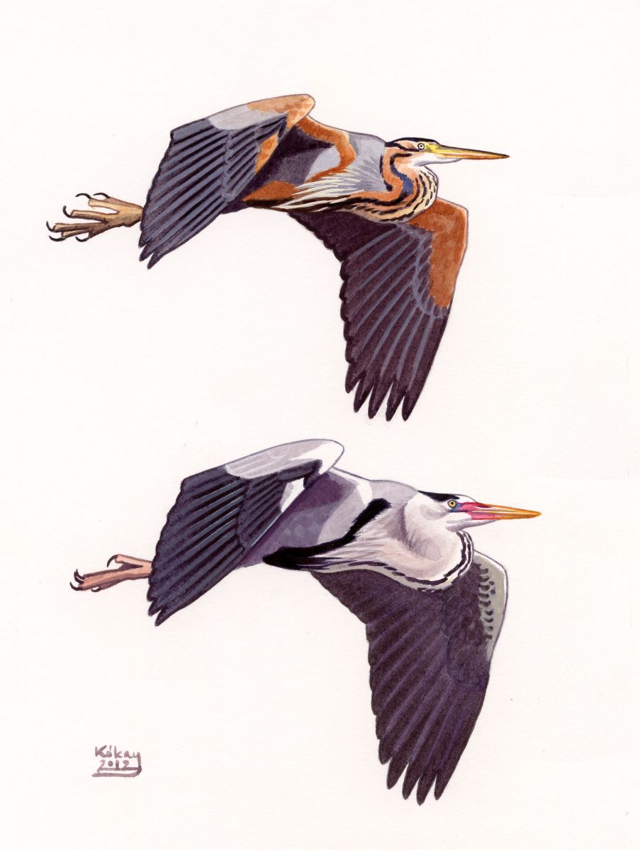 Purple and Grey Heron (Ardea purpurea, cinerea), watercolour and bodycolour on paper