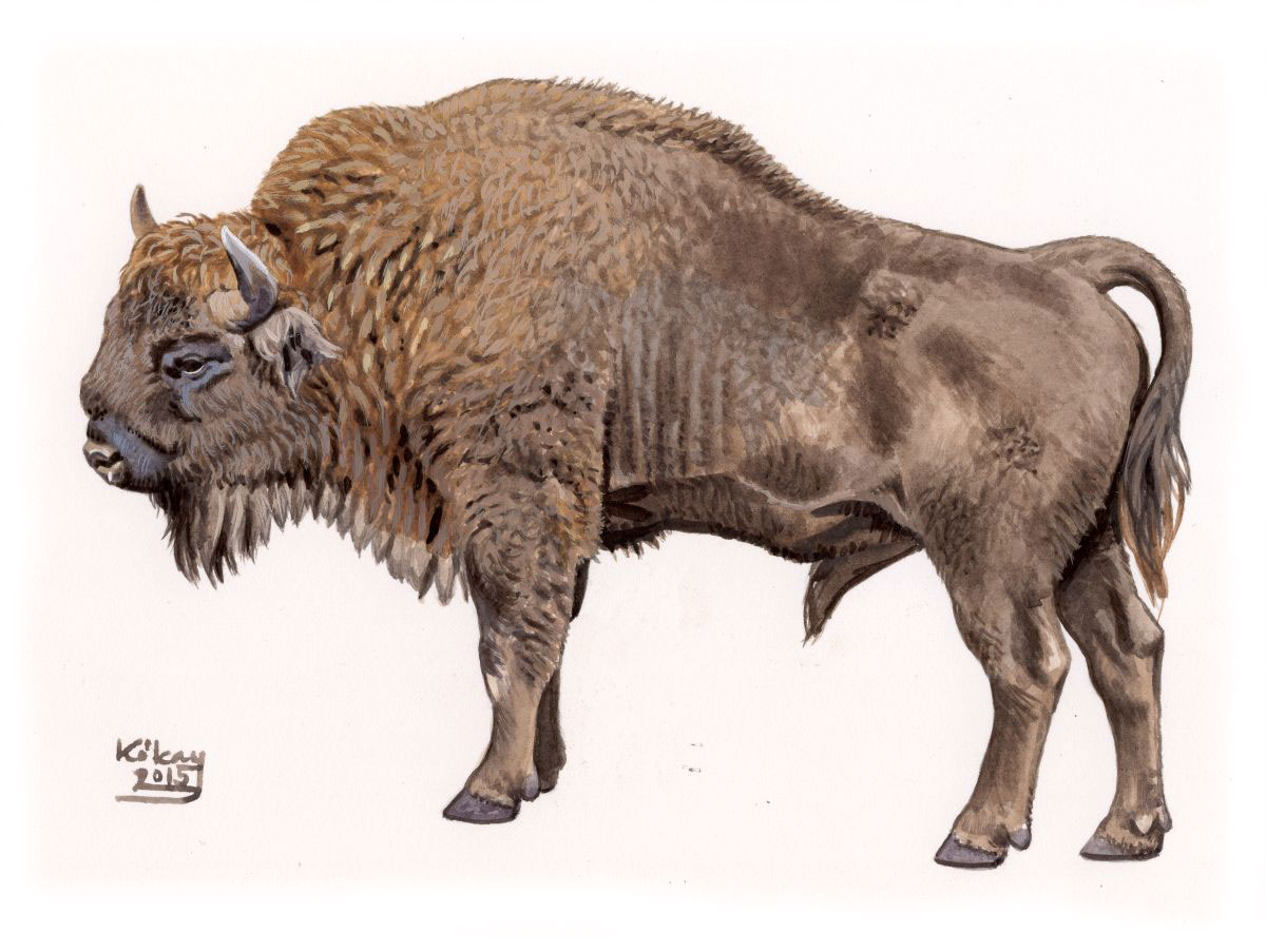 Európai bölény (Bison bonasus), akvarell és gouache papíron