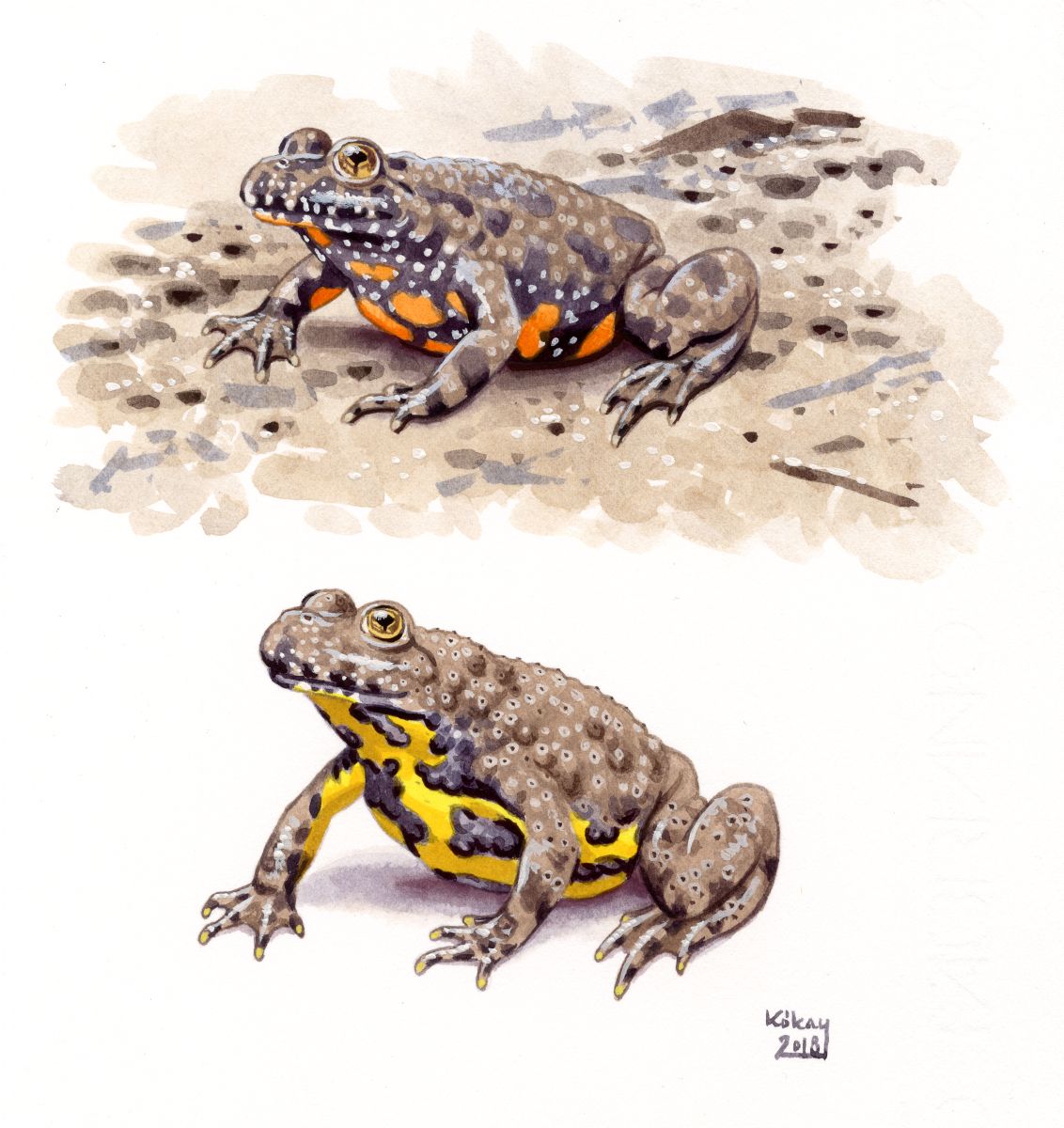 Fire-, and Yellow-bellied Toads (Bombina bombina, variegata), watercolour and bodycolour on paper