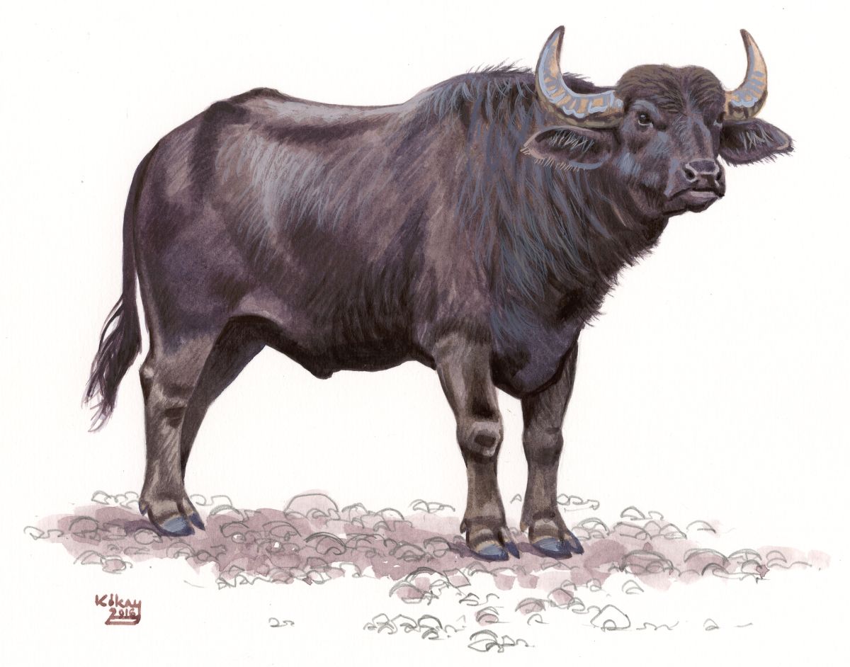 Water Buffalo (Bubalus bubalis), watercolour and bodycolour on paper
