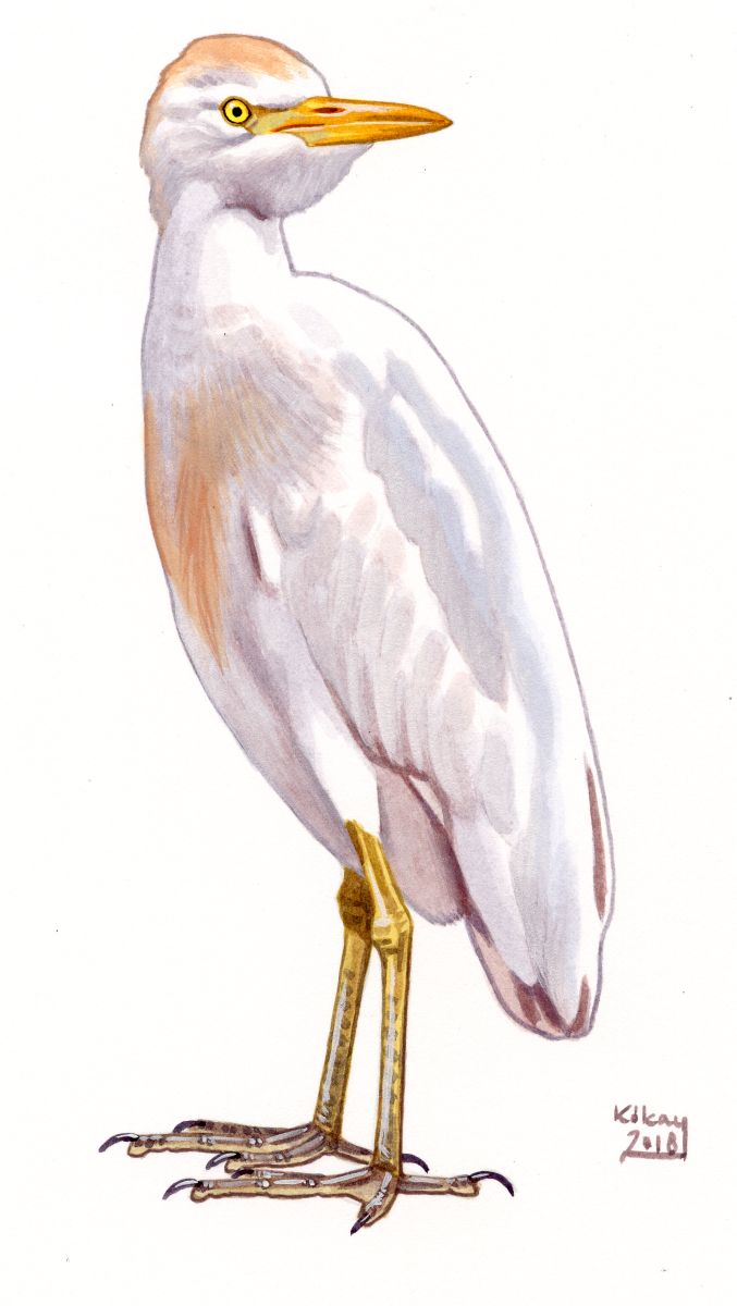 Cattle Egret (Bubulcus ibis), watercolour and bodycolour on paper