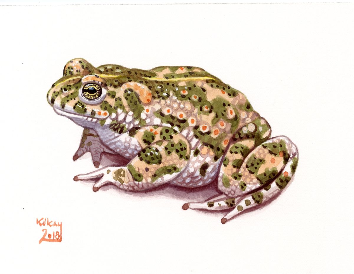 Natterjack Toad (Bufo calamita), watercolour and bodycolour on paper
