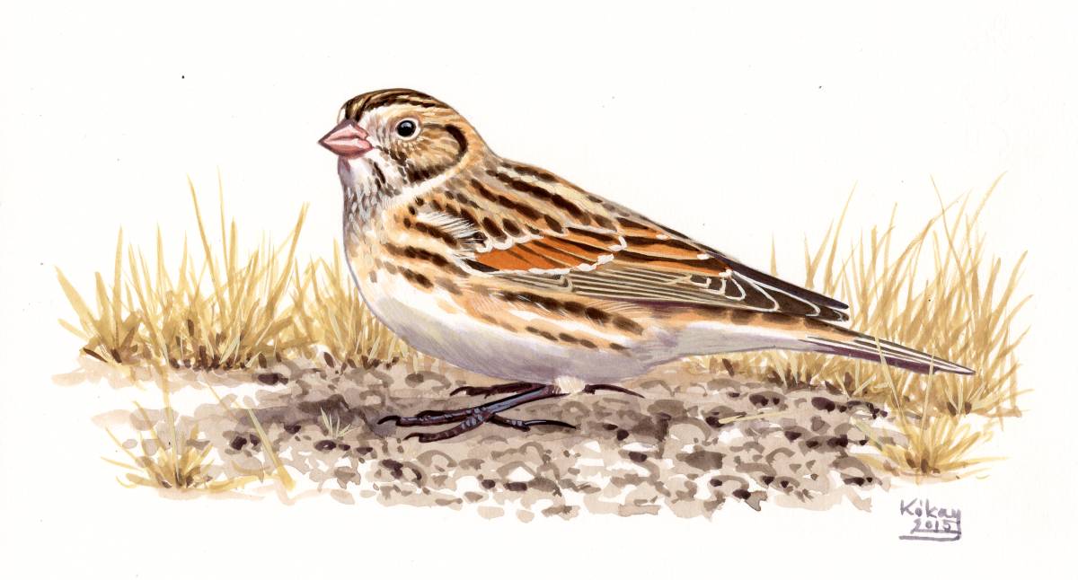 Lapland Bunting (Calcarius lapponicus), watercolour and bodycolour on paper