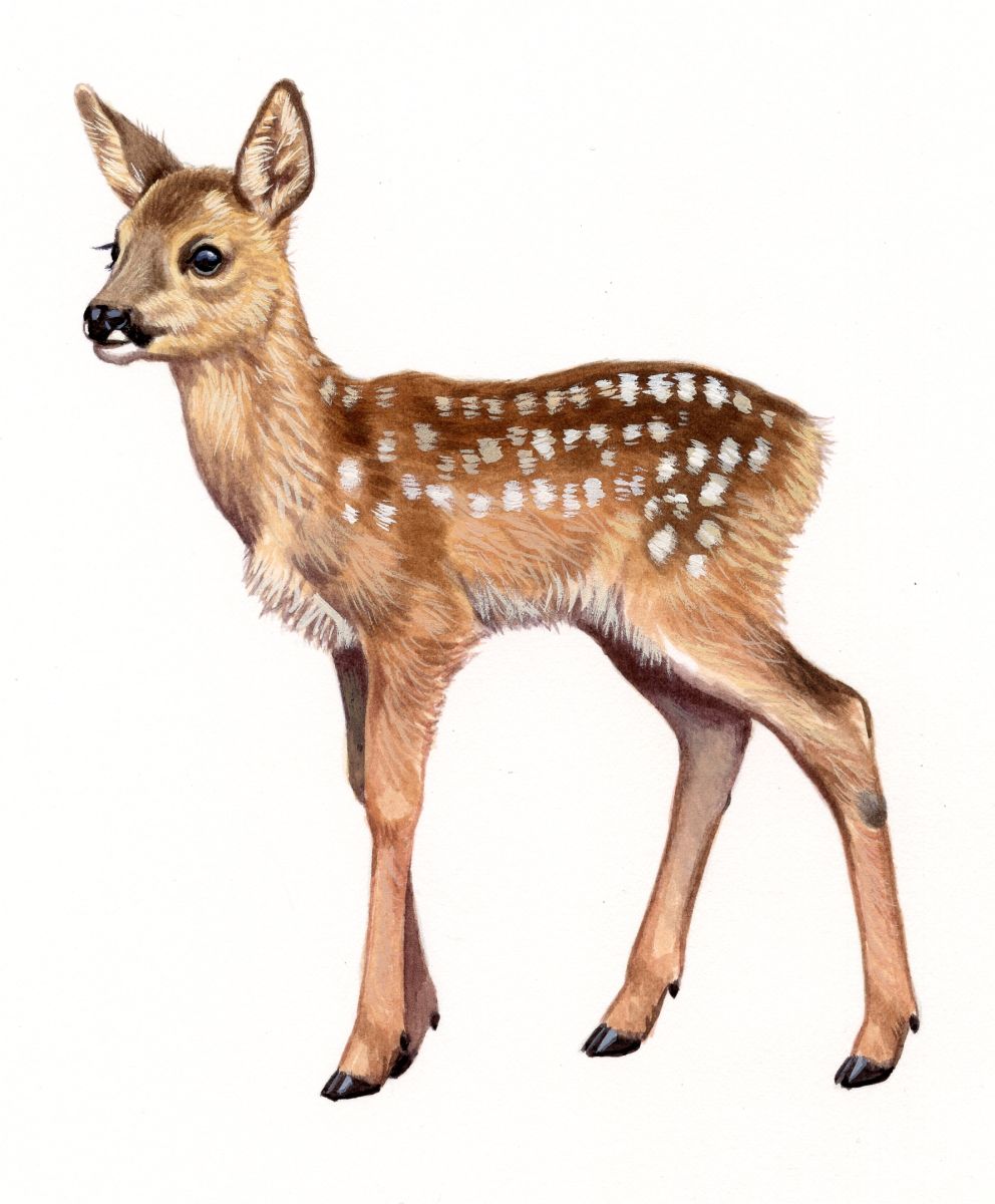 Roe Deer fawn (Capreolus capreolus), watercolour and bodycolour on paper