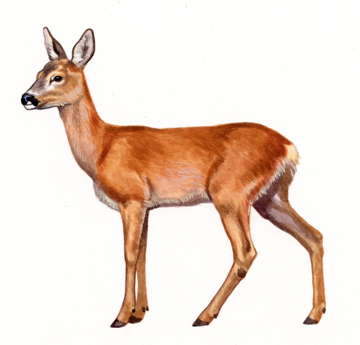 Roe Deer hind (Capreolus capreolus), watercolour and bodycolour on paper