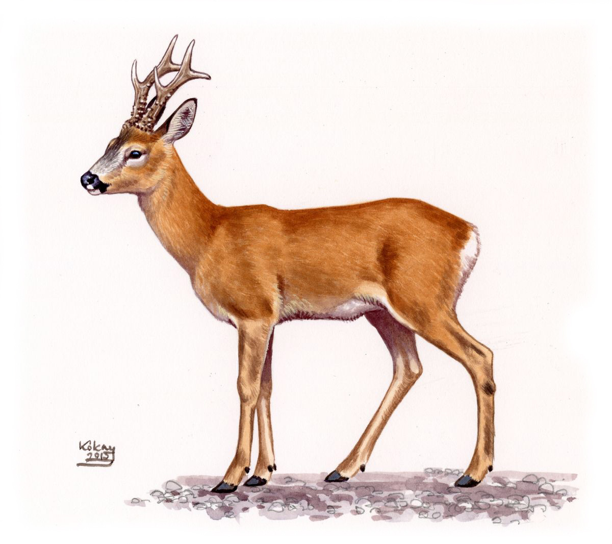 Roe Deer (Capreolus capreolus), watercolour and bodycolour on paper
