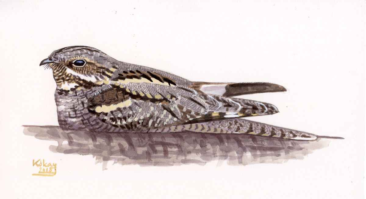 Eurasian Nightjar (Caprimulgus europaeus), watercolour and bodycolour on paper