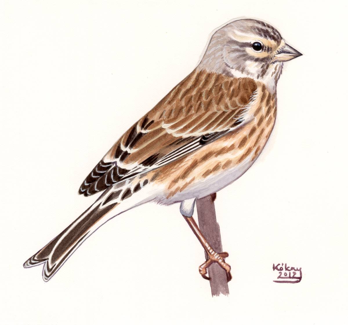 Female Linnet (Carduelis cannabina), watercolour and bodycolour on paper