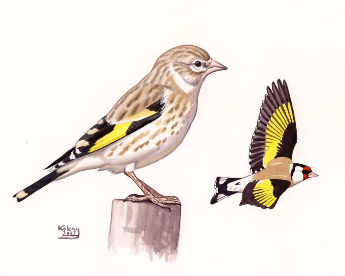 European Goldfinch (Carduelis carduelis), watercolour and bodycolour on paper