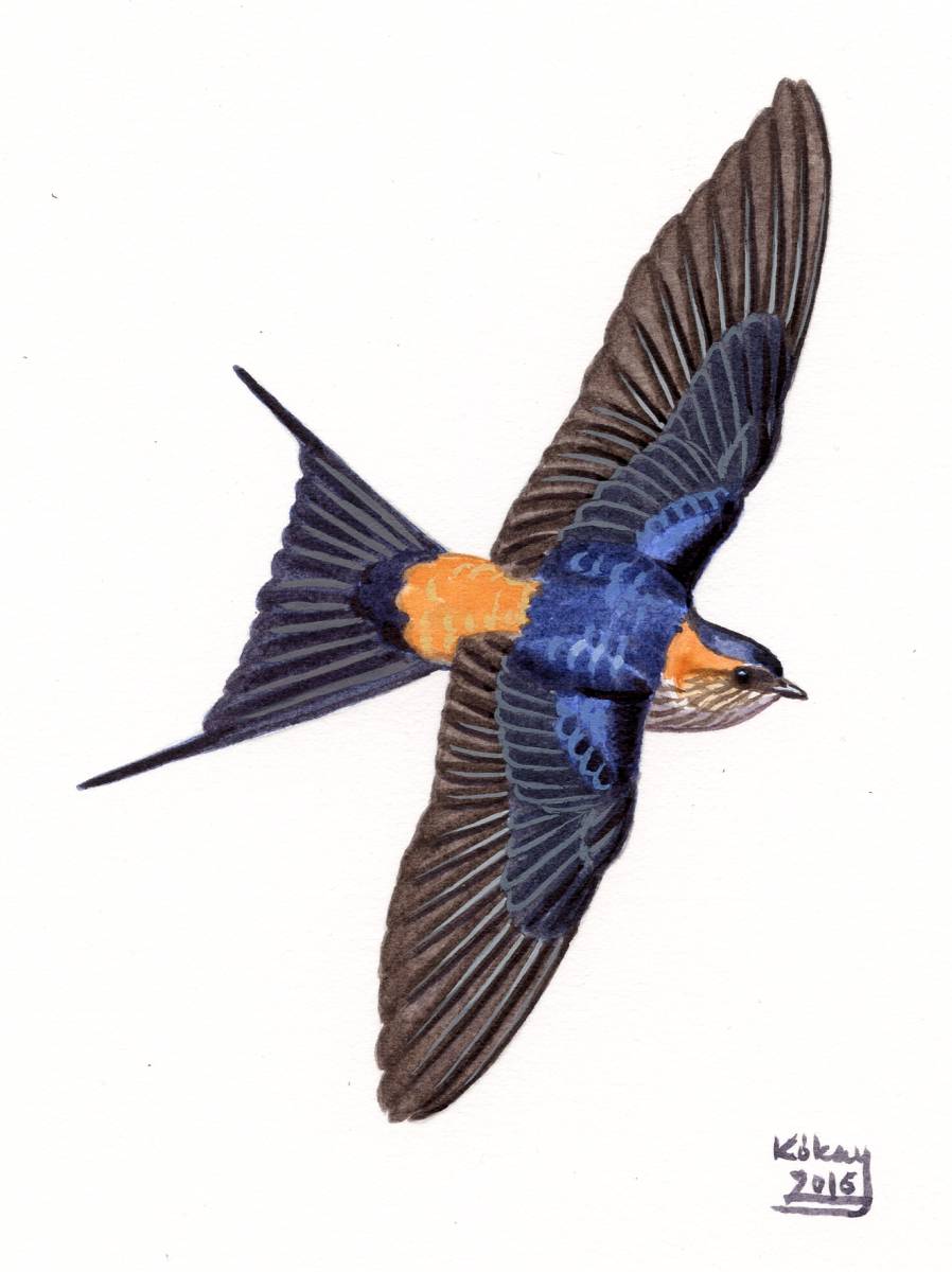 Red-rumped Swallow (Hirundo daurica), watercolour and bodycolour on paper