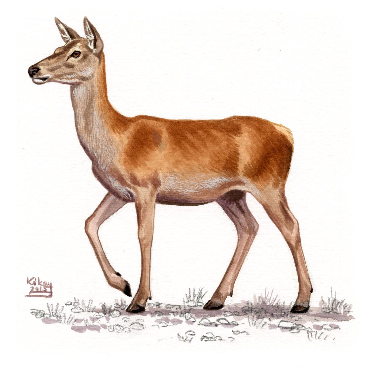 Red Deer hind (Cervus elaphus), watercolour and bodycolour on paper