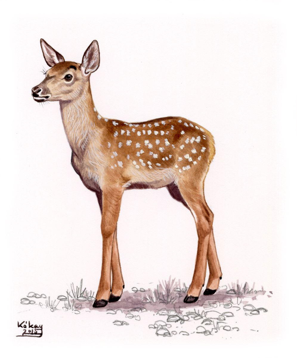 Red Deer calf (Cervus elaphus), watercolour and bodycolour on paper