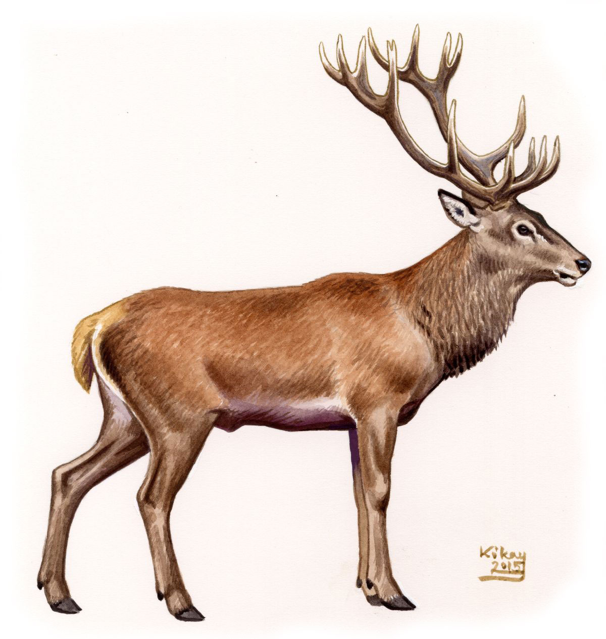 Red Deer (Cervus elaphus), watercolour and bodycolour on paper