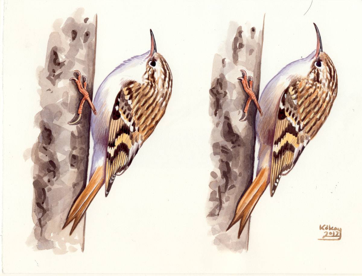 Treecreepers (Certhia brachydactyla, familiaris), watercolour and bodycolour on paper