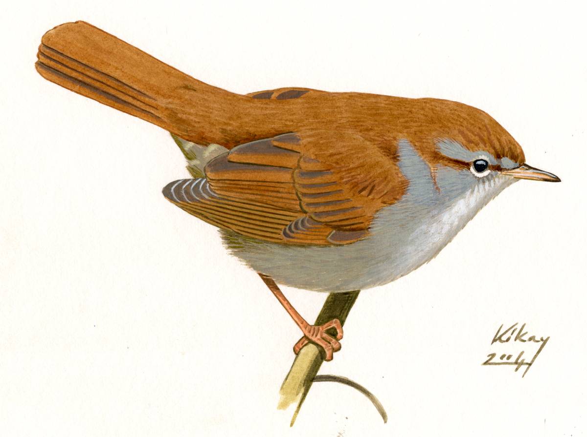 Cetti's Warbler (Cettia cetti), acrylic on paper