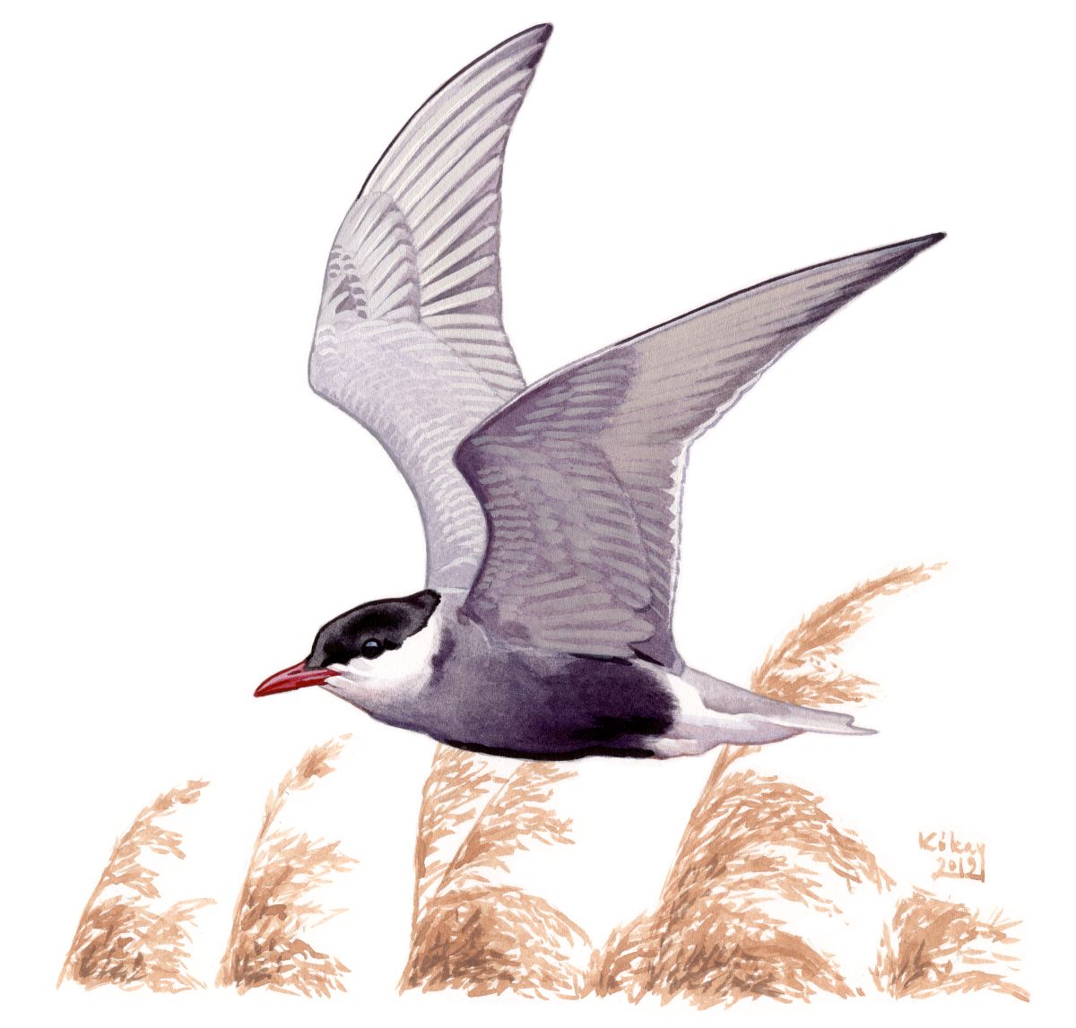 Whiskered Tern (Chlidonias hybridus), watercolour and bodycolour on paper
