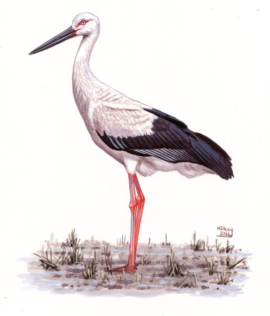 Oriental Stork (Ciconia boyciana), watercolour and bodycolour on paper