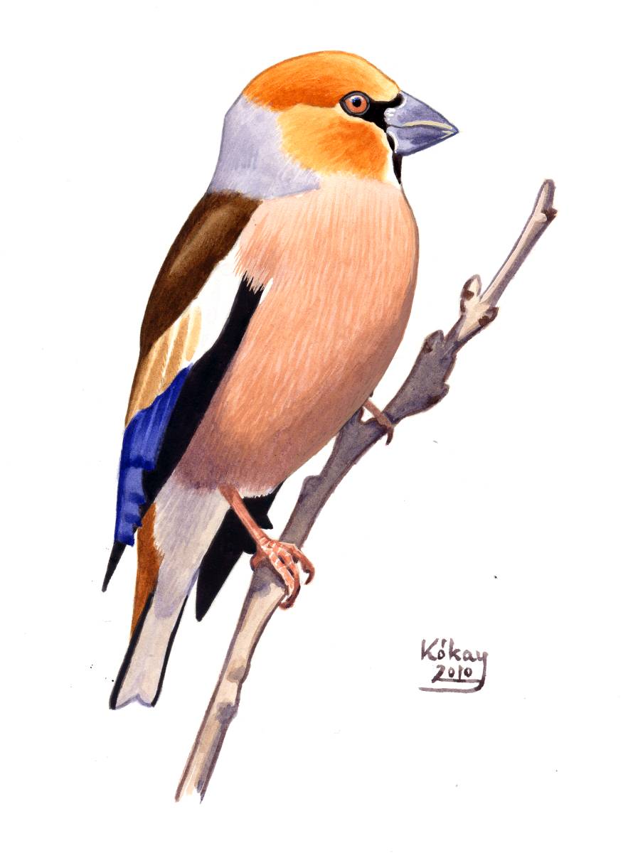 Hawfinch (Coccothraustes coccothraustes), watercolour and bodycolour on paper