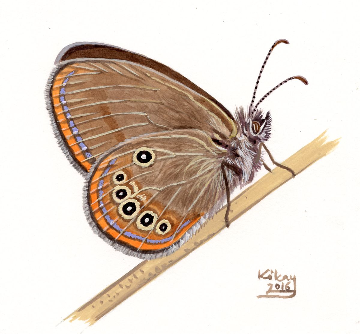 False Ringlet (Coenonympha oedippus), watercolour and bodycolour on paper
