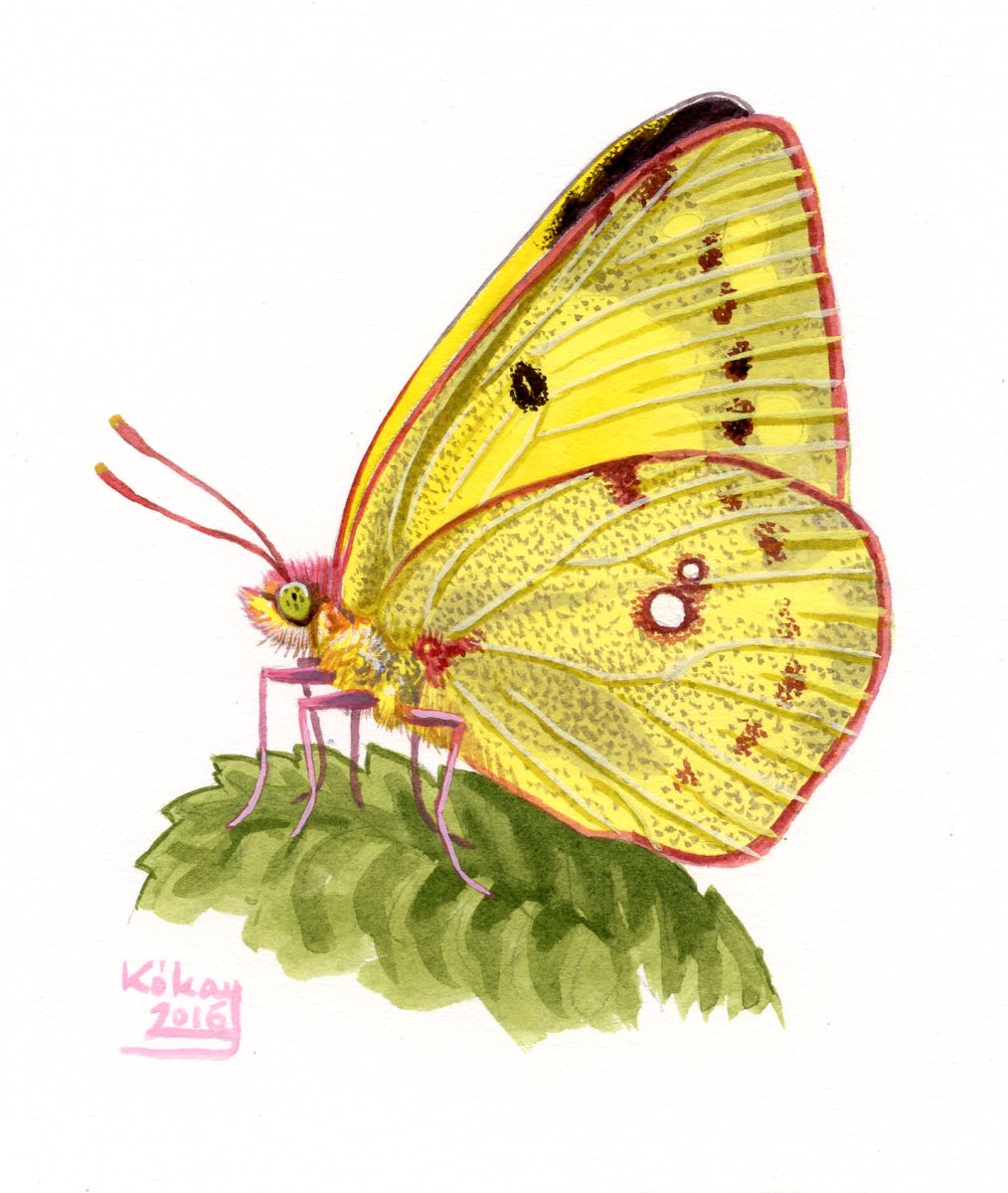 Eastern Pale Clouded Yellow (Colias erate), watercolour and bodycolour on paper