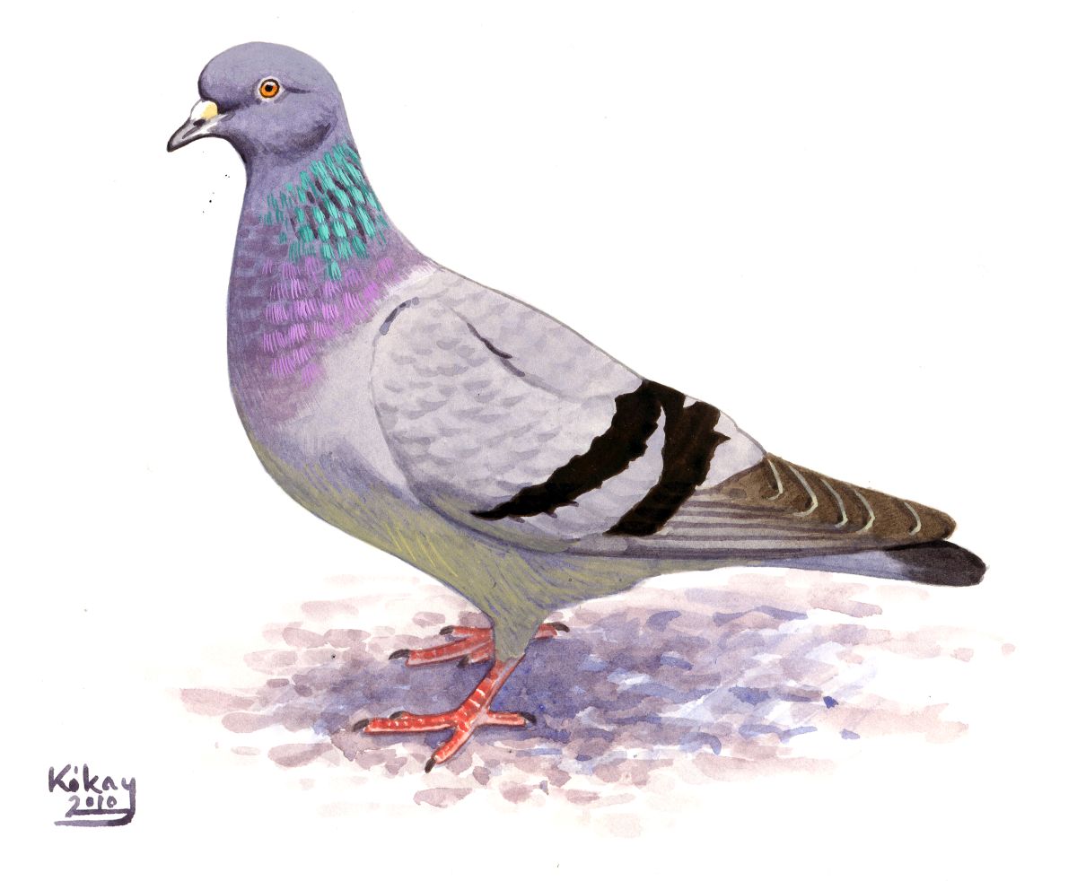 Rock Pigeon (Columba livia), watercolour and bodycolour on paper
