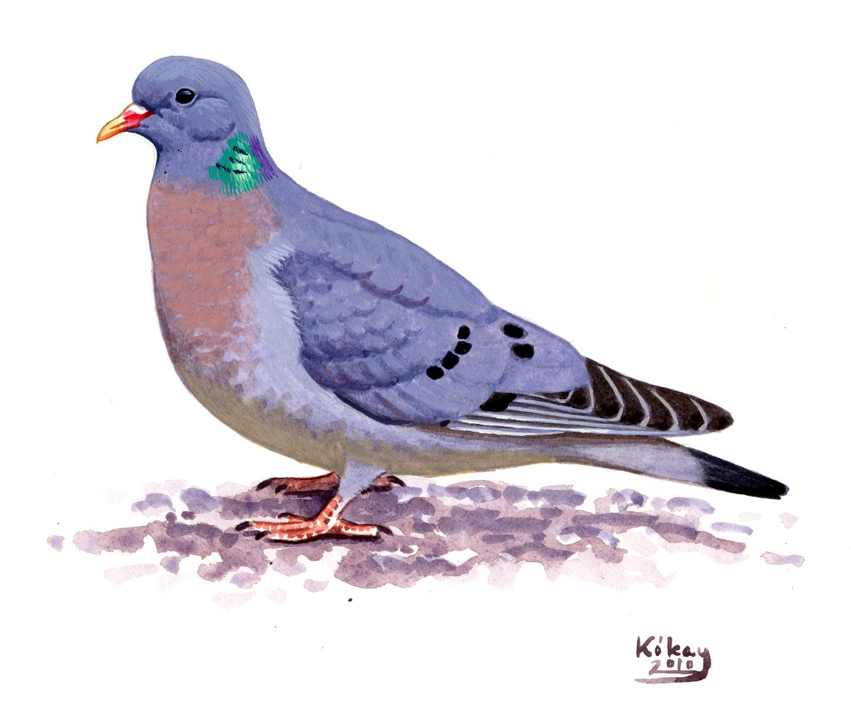 Stock Dove (Columba  oenas), watercolour and bodycolour on paper